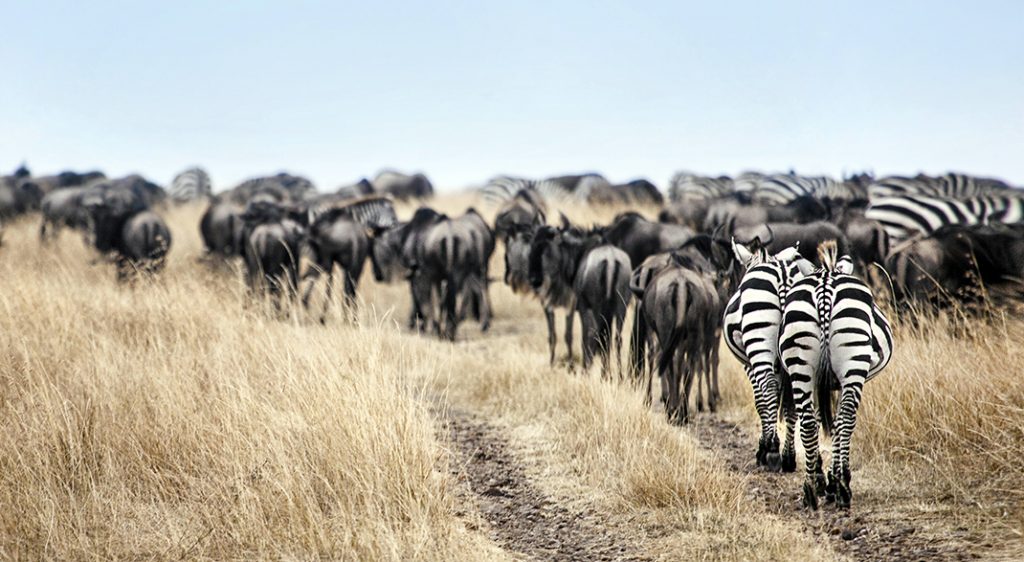 Sudafrica Safari Kruger Park