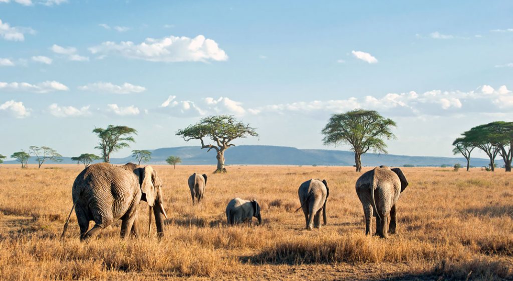 Tanzania Serengeti Park