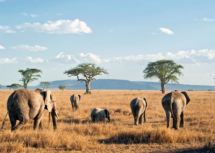 Tanzania Serengeti Park