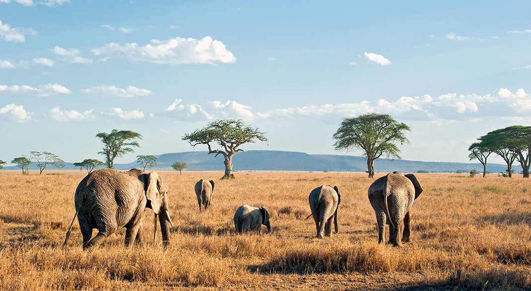 Tanzania Serengeti Park