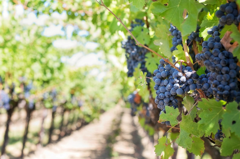 Vigneti nelle Winelands