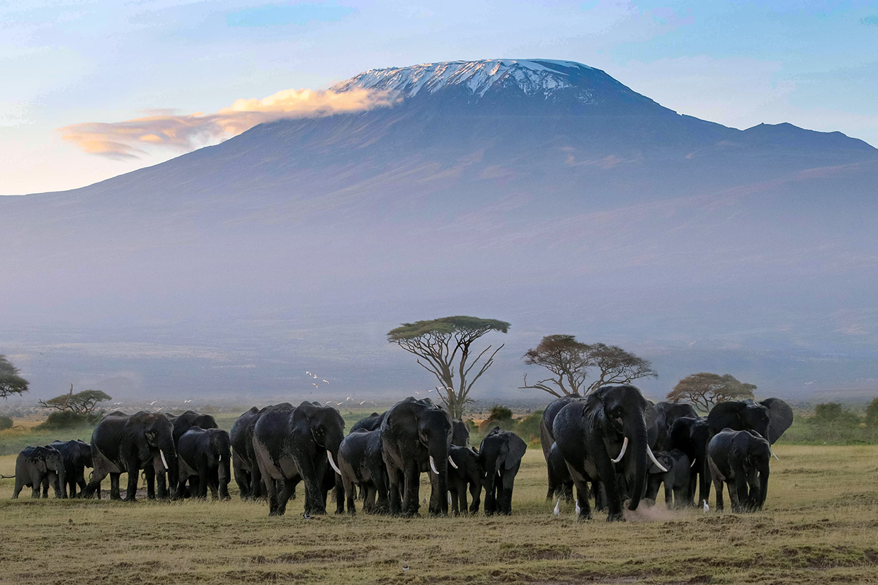 Kenya-Elephants-Kilimanjiaro Kenya Elefanti e Kilimanjiaro