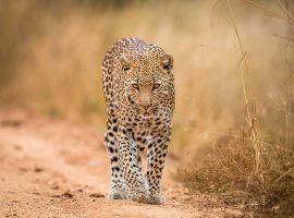Kenya Leopardo