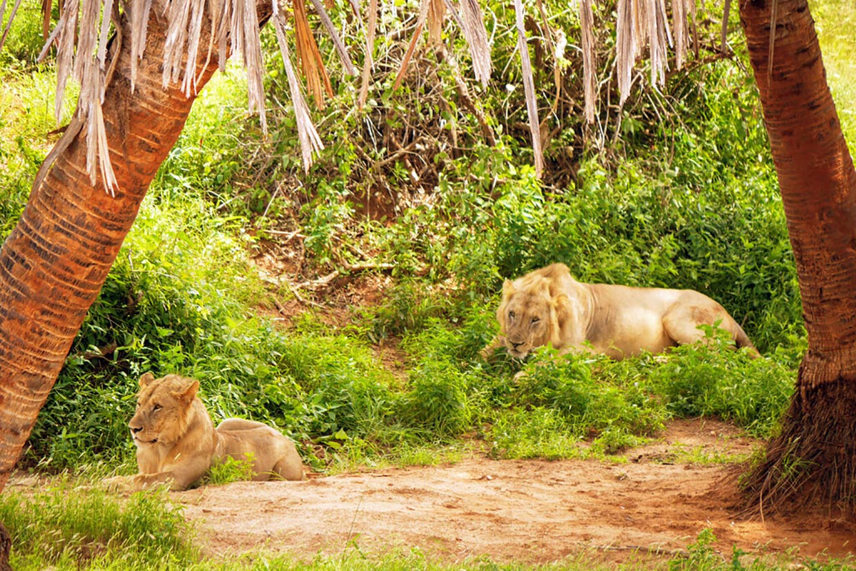 Kenya-Tsavo-Lions Kenya Lions Tsavo