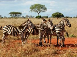 safari-tsavo-est