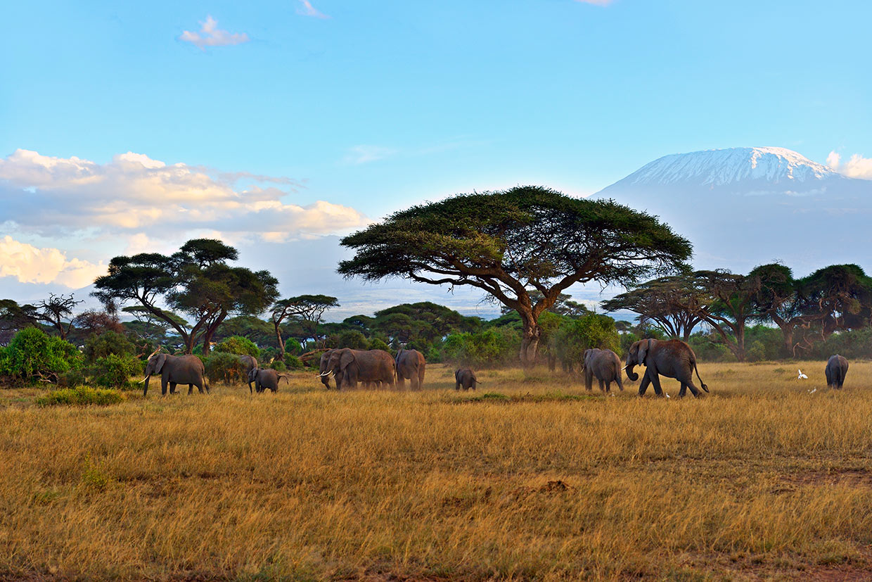 FOOTPRINT OF AFRICA - Kenya Elefanti Kilimanjaro