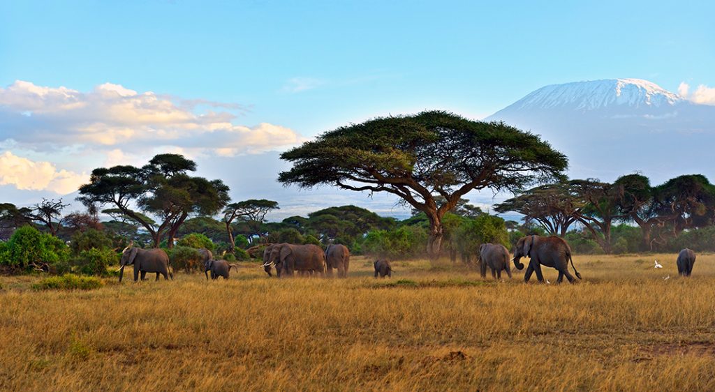 Kenya Kilimanjaro copertina