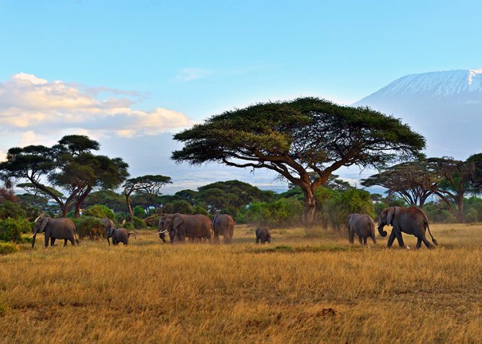Kenya Kilimanjaro copertina