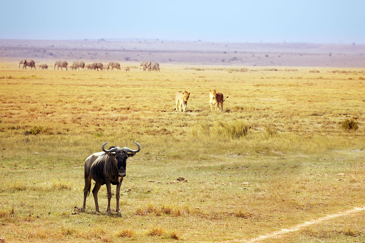 Kenya-Masai-Mara-National-Park Kenya Leoni a caccia Kilimanjaro