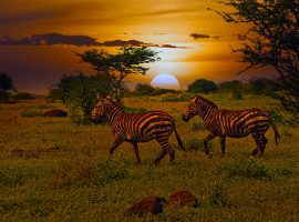 Kenya Zebre Kilimanjaro