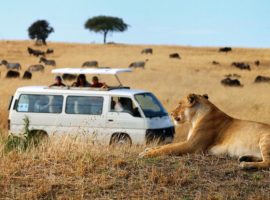 Parchi Safari in Kenya