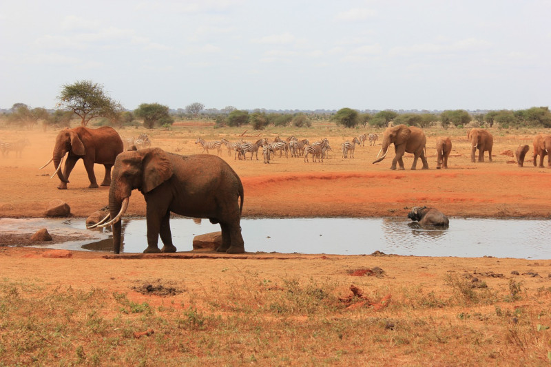 Il parco Tsavo in Kenya