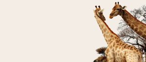Footprint of Africa giraffe